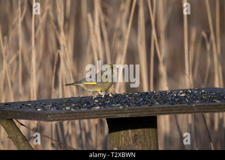 Verdone, Carduelis chloris, singolo adulto alimentazione maschio sulla tabella degli uccelli. Presa di gennaio. Rainham paludi, Essex, UK. Foto Stock