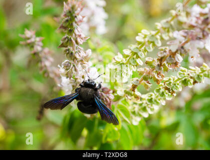 Violetta carpenter bee (Xylocopa violacea) Foto Stock