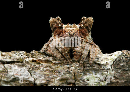 Ampia capo-corteccia Spider, Araneidae Caerostris (sp). Foto Stock