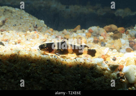 Dwarf bumblebee catfish, Pseudomystus leiacanthus Foto Stock