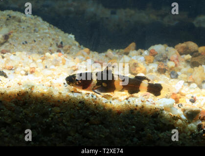 Dwarf bumblebee catfish, Pseudomystus leiacanthus Foto Stock