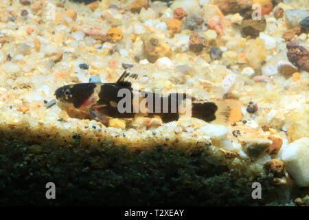 Dwarf bumblebee catfish, Pseudomystus leiacanthus Foto Stock