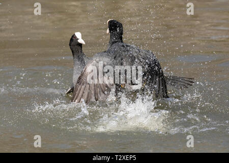 Azione girato due comuni folaghe (fulica atra) combattendo in un lago con i dettagli di piuma e uno spruzzo di acqua si vede chiaramente. Foto Stock