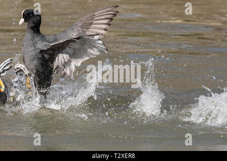 Azione girato due comuni folaghe (fulica atra) combattendo in un lago con i dettagli di piuma e uno spruzzo di acqua si vede chiaramente. Foto Stock