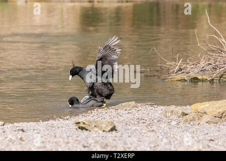 Azione girato due comuni folaghe (fulica atra) coniugata in un lago vicino alla riva con i dettagli di piume si vede chiaramente. Foto Stock