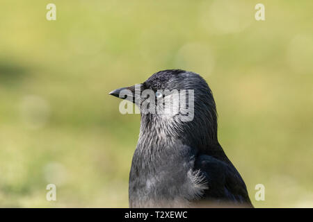 Primo piano vista laterale di un singolo jackdaw europeo (corvus monidula) appollaiato su sfondo verde con spazio per la copia Foto Stock