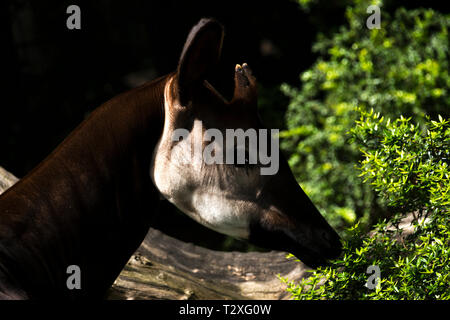 Okapi (Okapia johnstoni) Foto Stock