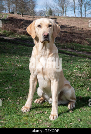 Lavorando Gundogs Foto Stock