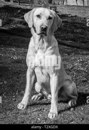 Lavorando Gundogs Foto Stock