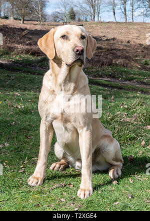 Lavorando Gundogs Foto Stock