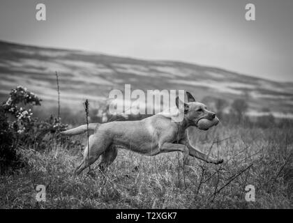 Lavorando Gundogs Foto Stock