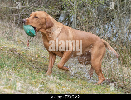 Lavorando Gundogs Foto Stock