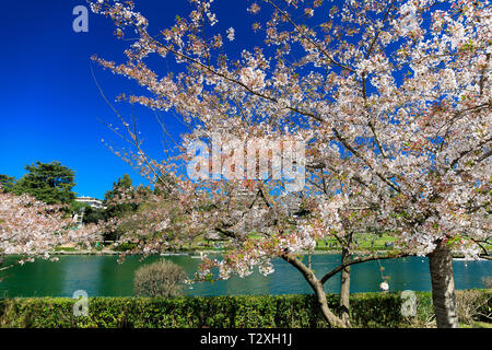 Hanami, Sakura fioritura, ciliegi giapponesi,. La molla la fioritura dei ciliegi, delicati fiori bianchi. Sfondo blu. Foto Stock