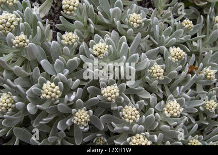 La flora di Lanzarote - Helichrysum gossypinum, lana cotone eterna, specie vulnerabili Foto Stock