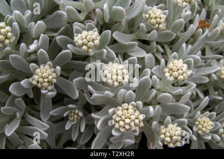 La flora di Lanzarote - helichrysum gossypinum, lana cotone eterna, specie vulnerabili Foto Stock