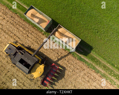 Il mais trincia mais di scarico del rimorchio per il trasporto - Antenna Foto Stock