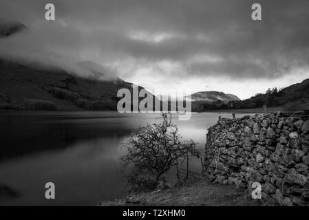 Immagine in bianco e nero di un piccolo albero e muro di pietra sul litorale di Crummock acqua nel Parco Nazionale del Distretto dei Laghi nella contea di Cumbria,n. Foto Stock