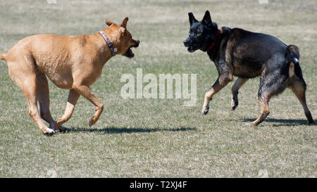 Due cani di pagare e di esecuzione a un dog park Foto Stock