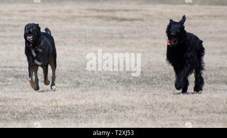 Due cani di pagare e di esecuzione a un dog park Foto Stock