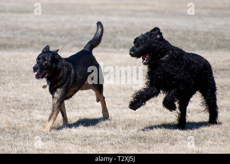 Due cani di pagare e di esecuzione a un dog park Foto Stock