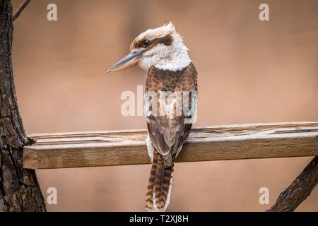 Nativo australiano Kookaburra seduto su un cortile pesce persico in una struttura ad albero Foto Stock