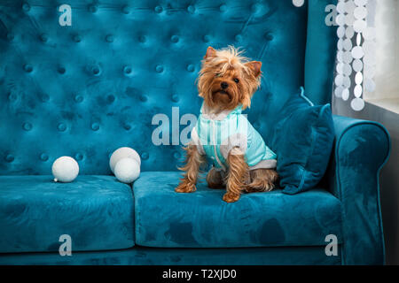 Un anno nuovo cane foto sessione su un lettino. Un po' di dolce piccolo cane su un divano blu con Natale giocattoli e vestiti a festa. Foto Stock