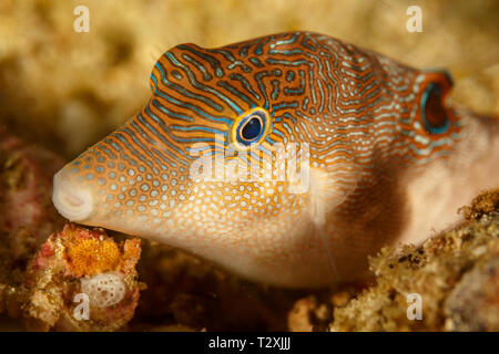 Primo piano della testa di una perla toby Puffer fish, Canthigaster margaritata Foto Stock