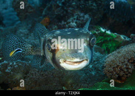 Primo piano della testa di Porcupinefish o di pinne maculate nere , Diodon hystrix , Foto Stock