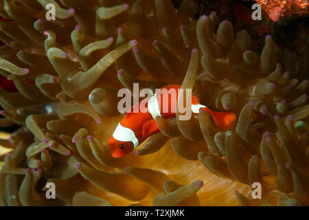 Anemone marittimo polipi comune di schermo falso pesce pagliaccio, Amphiprion ocellaris, pesce di anemone dai predatori in bolla coral Pierogyra sinuosa Foto Stock