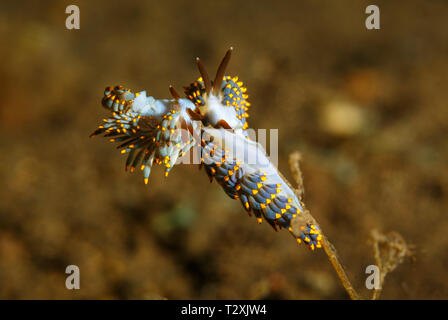 Berghia coerulescens, marrone, blu giallo ribaltato nudibranchi, nudibranches coniugata Foto Stock