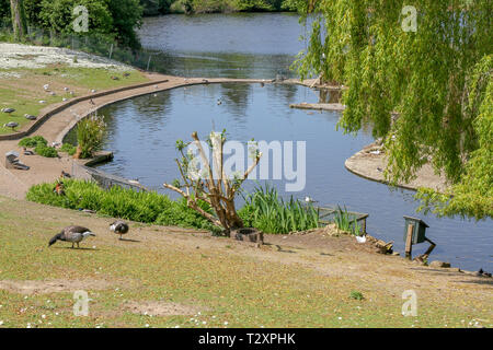 WWT Castle Espie riserva, dalla pettinatrice, County Down, Irlanda del Nord. Foto Stock