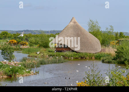 WWT Castle Espie riserva, dalla pettinatrice, County Down, Irlanda del Nord. Foto Stock