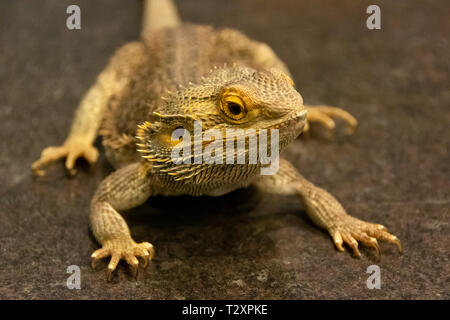 Centrale di drago Barbuto (Pogona vitticeps) è nativo di deserto arido e regioni di Australia Foto Stock