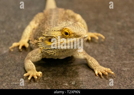 Centrale di drago Barbuto (Pogona vitticeps) è nativo di deserto arido e regioni di Australia Foto Stock