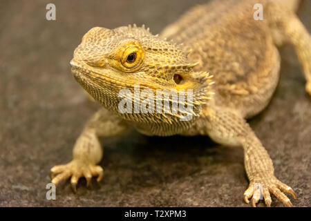 Centrale di drago Barbuto (Pogona vitticeps) è nativo di deserto arido e regioni di Australia Foto Stock