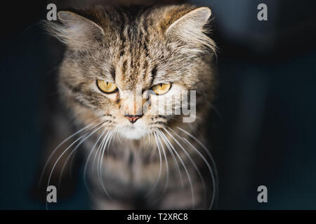 Tabby, soffici e raffreddare. Awesome gatto maschio Foto Stock