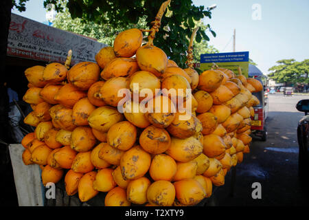 Red King noci di cocco per la vendita su strada in Colombo, Sri Lanka Foto Stock