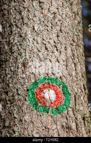 Verde Rosso blaze su albero Foto Stock