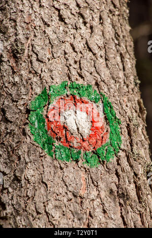 Verde Rosso blaze sul sentiero Foto Stock