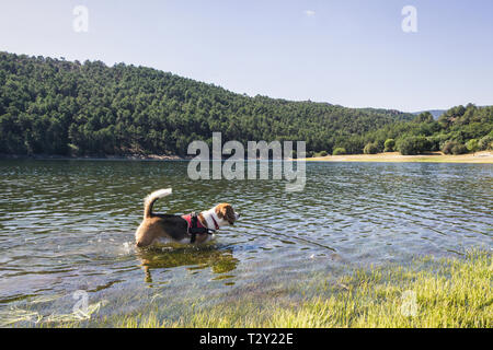 Piuttosto cane Beagle godendovi la natura Foto Stock