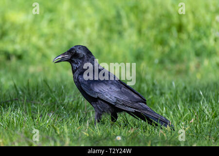 Carrion crow (Corvus corone) Foto Stock