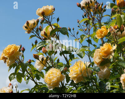 Rosa Graham Thomas Foto Stock