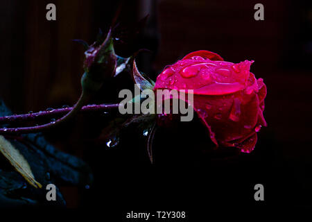 Una rosa rossa, coperte di rugiada del mattino, sorge brillante contro ombra Foto Stock