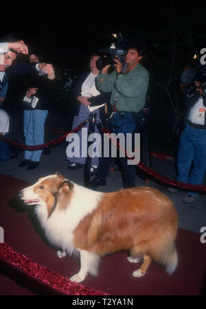 BEL-AIR, CA - 14 Marzo: Lassie assiste Tina Brown ospita 'New Yorker va al cinema" il 14 marzo 1994 all'Hotel Bel-Air a Bel-Air, California. Foto di Barry re/Alamy Stock Photo Foto Stock