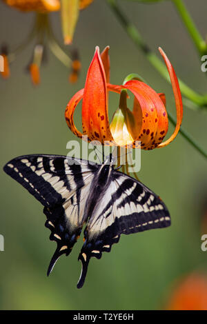 Una farfalla a coda di rondine si nutre di nettare di leopard lily Fiori sul Monte Tamalpais. Foto Stock