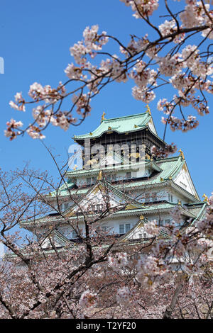 Il Castello di Osaka visto attraverso i rami dei ciliegi in fiore durante la fioritura dei ciliegi stagione, Osaka, Giappone Foto Stock