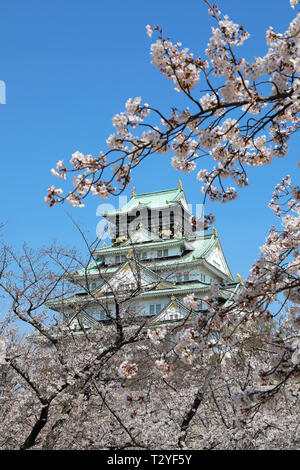 Il Castello di Osaka visto attraverso i rami dei ciliegi in fiore durante la fioritura dei ciliegi stagione, Osaka, Giappone Foto Stock