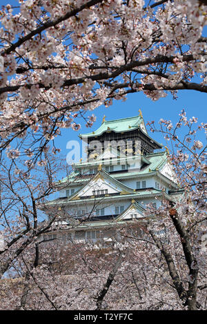 Il Castello di Osaka visto attraverso i rami dei ciliegi in fiore durante la fioritura dei ciliegi stagione, Osaka, Giappone Foto Stock