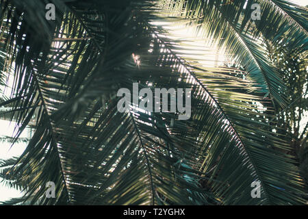 Primo piano della struttura Palm Tree lascia backlighted da sunglight Foto Stock