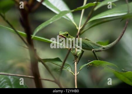Green Crested Lizard (Bronchocela cristatella) nella struttura ad albero, riserva naturale di Sepilok, Sabah Borneo, Malaysia Foto Stock